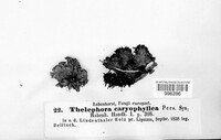 Thelephora caryophyllea image